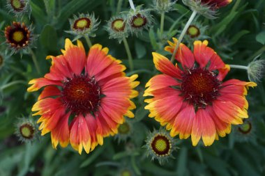 Büyük çiçekli papağan çiçeği 'Kobold', robot. Bahçedeki Gaillardia x grandiflora 'Kobold'. Uzun ömürlü sergi güneşli bir yerde sergileniyor ve temmuz başından eylülün sonuna kadar bazen Ekim ortasına kadar büyüleniyor..