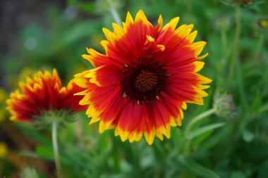 Büyük çiçekli papağan çiçeği 'Kobold', robot. Bahçedeki Gaillardia x grandiflora 'Kobold'. Uzun ömürlü sergi güneşli bir yerde sergileniyor ve temmuz başından eylülün sonuna kadar bazen Ekim ortasına kadar büyüleniyor..