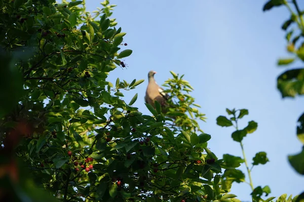 Обыкновенный Древесный Голубь Колумба Палумб Собирает Спелые Плоды Ветвей Amelanchier — стоковое фото