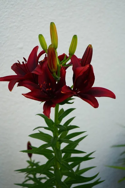 Lilium \'Black Out\' is a bulbous perennial with erect stems bearing linear, spirally-arranged, glossy, dark green leaves and, in summer, large, bowl-shaped, red flowers with black-flushed. Berlin, Germany