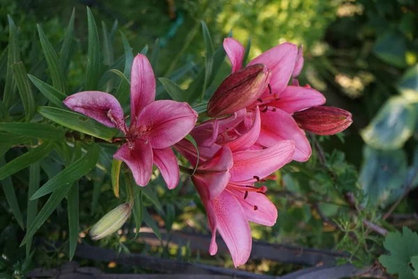 Lilium Black Out Bulboso Perene Com Hastes Eretas Com Lineares — Fotografia de Stock