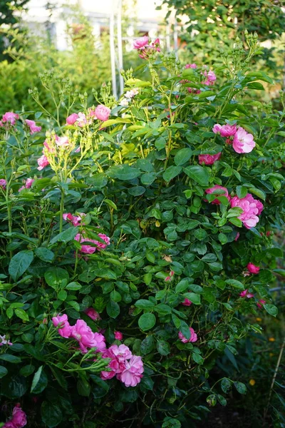 观赏玫瑰 Marion 栽培品种Marion Ruiter 园中的粉红色玫瑰是花园里种的一种观赏植物 德国柏林 — 图库照片