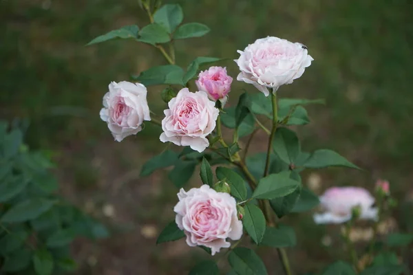 English Rose James Galway Bred David Austin Impressively Beautiful Rosette — Stock Photo, Image