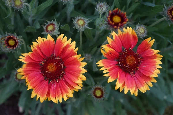 Flor Escarapela Flores Grandes Kobold Bot Gaillardia Grandiflora Kobold Jardín — Foto de Stock