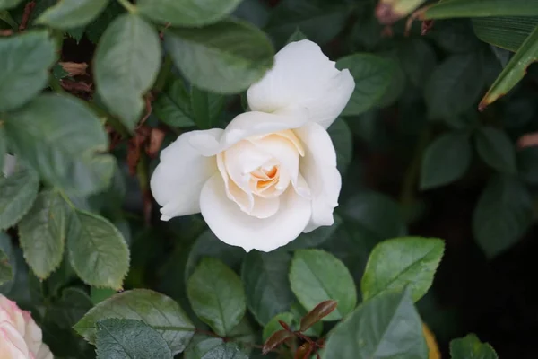 Floribunda Lions Rose Kordes 2002 Jedna Najpiękniejszych Białych Róż Florydzie — Zdjęcie stockowe