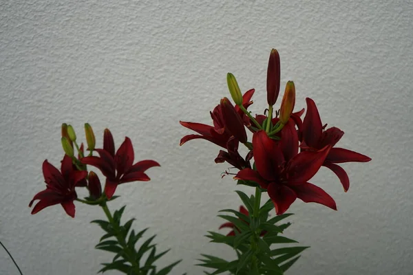 Lilium \'Black Out\' is a bulbous perennial with erect stems bearing linear, spirally-arranged, glossy, dark green leaves and, in summer, large, bowl-shaped, red flowers with black-flushed. Berlin, Germany