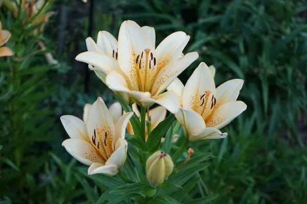 Східна Лілія Помпей Родина Liliaceae Рід Lilium Культивар Помпей Блум — стокове фото