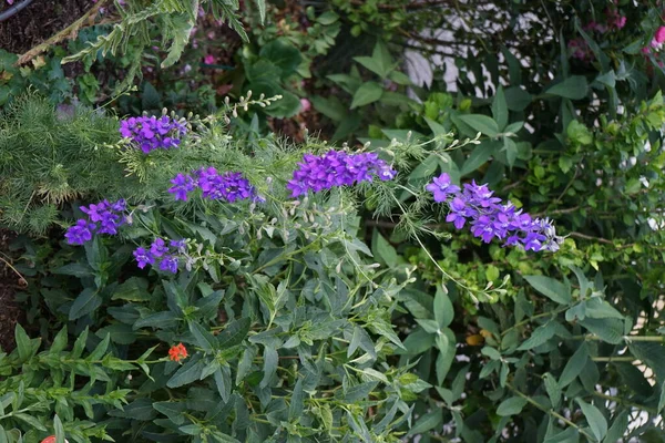 Delfinio Annuale Delfinio Estivo Delphinium Consolida Differisce Dalla Perenne Sua — Foto Stock