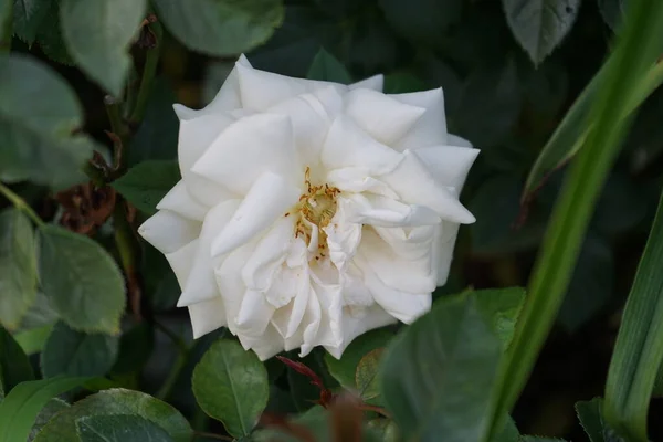 2002年的弗洛里本达狮子座玫瑰是最美丽的白花之一 这些花是双瓣的 其特点是在开花时具有独特的精致杏仁和粉色色调 德国柏林 — 图库照片