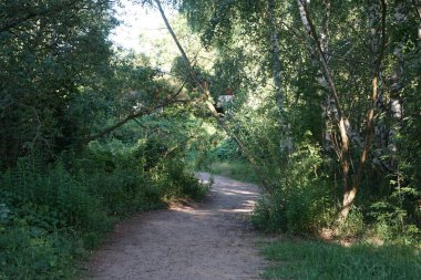 Ormandaki büyülü bitki örtüsü. Güzel manzara. Marzahn-Hellersdorf, Berlin, Almanya