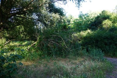 Ormandaki büyülü bitki örtüsü. Güzel manzara. Marzahn-Hellersdorf, Berlin, Almanya