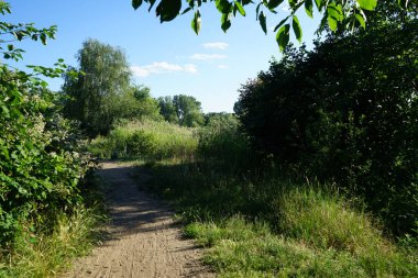 Ormandaki büyülü bitki örtüsü. Güzel manzara. Marzahn-Hellersdorf, Berlin, Almanya