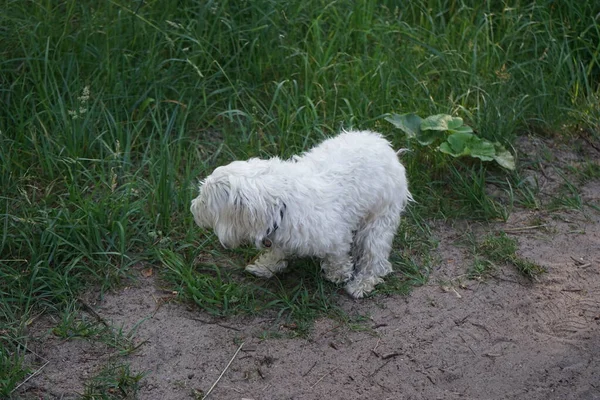 Bichon Hund Auf Dem Fußweg Marzahn Hellersdorf Berlin — Stockfoto