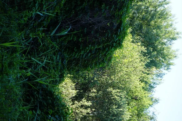 森の中の魔法の植生 美しい風景 ドイツ ベルリンのマルザーン ヘルサードルフ — ストック写真