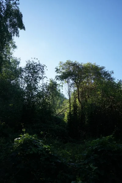 森の中の魔法の植生 美しい風景 ドイツ ベルリンのマルザーン ヘルサードルフ — ストック写真