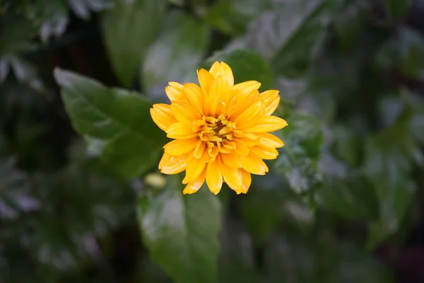 Heliopsis Genere Piante Erbacee Fiore Della Famiglia Dei Girasole Teste — Foto Stock