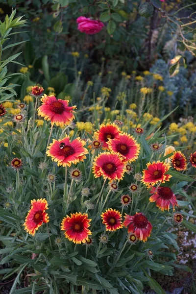 Koktejlová Kytka Kobold Bote Gaillardia Grandiflora Kobold Zahradě Perenále Rozvíjí — Stock fotografie