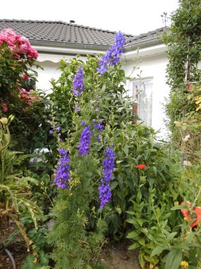 Yıllık Delphinium veya yaz Delphinium, Delphinium Consolida. Daha düşük yüksekliği ve tüylü yapraklarıyla daimi olandan farklıdır. Renk: koyu mor. Berlin, Almanya 