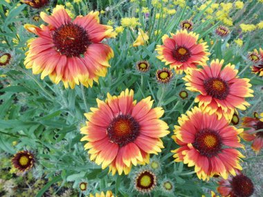 Büyük çiçekli papağan çiçeği 'Kobold', robot. Bahçedeki Gaillardia x grandiflora 'Kobold'. Uzun ömürlü, güneşli bir yerde zengin bir çiçek sergisi geliştirir. Berlin, Almanya