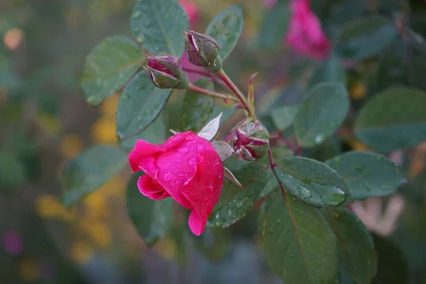 Die Kletterrose Pink Climber Bildet Dunkelrosa Blüten Berlin Deutschland — Stockfoto