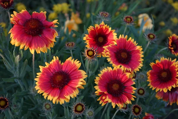 Flor Escarapela Flores Grandes Kobold Bot Gaillardia Grandiflora Kobold Jardín — Foto de Stock