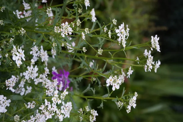 一般的にカンナフト Canytuft と呼ばれるイベリスは アブラナ科に属する開花植物です ドイツ ベルリン — ストック写真