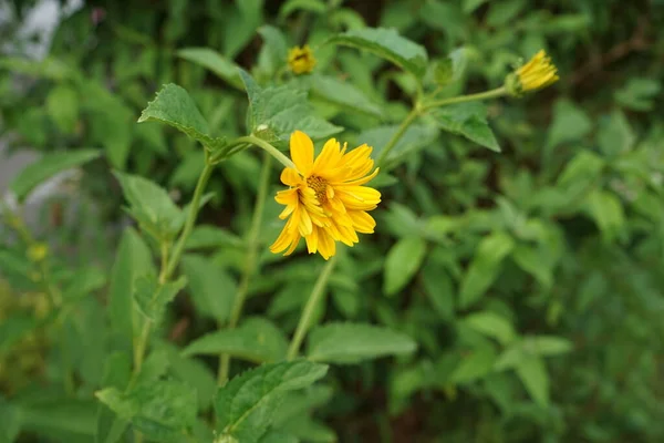 Heliopsis Genus Herbaceous Flowering Plants Sunflower Family Sunflower Composite Flowerheads — Stock Photo, Image