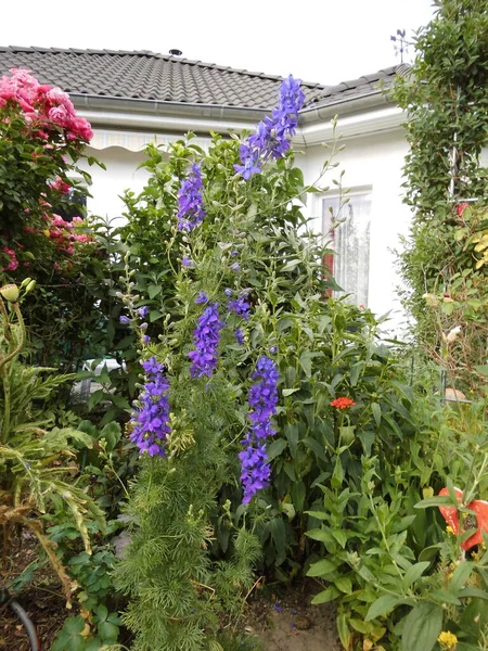 Annual Delphinium Summer Delphinium Delphinium Consolida 다년생 깃털이 나무와는 다르다 — 스톡 사진