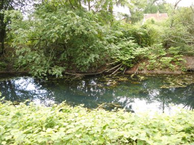 Yazın Wuhle Nehri 'nin sığ kıyılarında yemyeşil bir bitki örtüsü. Berlin, Almanya 