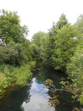 Yazın Wuhle Nehri 'nin sığ kıyılarında yemyeşil bir bitki örtüsü. Berlin, Almanya 