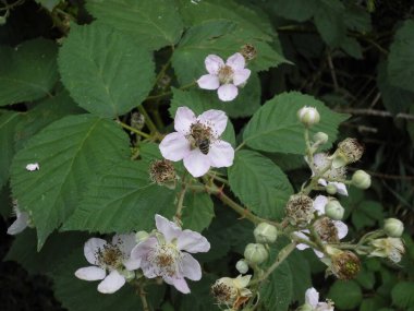 Çalışkan bir arı yabani böğürtlen çiçeklerinden nektar toplar. Berlin, Almanya 