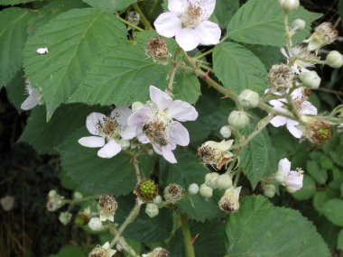 Çalışkan bir arı yabani böğürtlen çiçeklerinden nektar toplar. Berlin, Almanya 