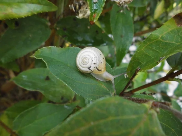 Jord Snegl Gastropod Musling Med Hvid Skal Med Sorte Stænk - Stock-foto