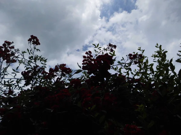 Lockige Rosen Vor Einem Wolkenverhangenen Abendhimmel Berlin Deutschland — Stockfoto