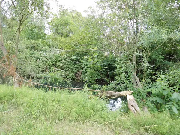 Yazın Wuhle Nehri Nin Sığ Kıyılarında Yemyeşil Bir Bitki Örtüsü — Stok fotoğraf