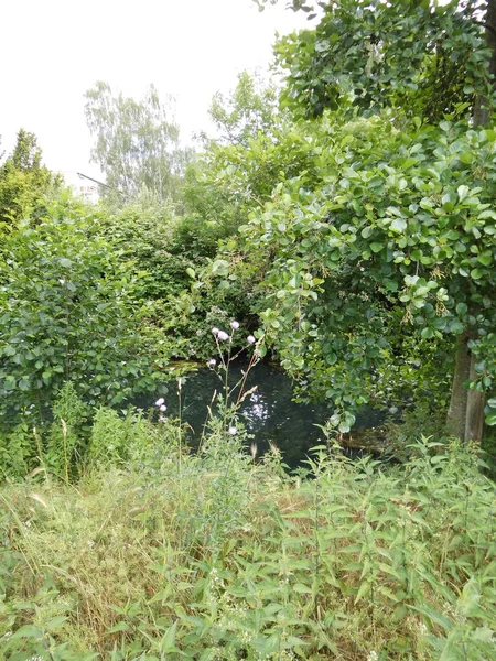 Vegetazione Lussureggiante Estate Sulle Rive Del Fiume Wuhle Poco Profondo — Foto Stock