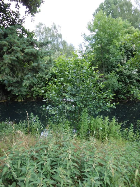 Lush Vegetation Summer Banks Shallow Wuhle River Berlin Germany — Stock Photo, Image