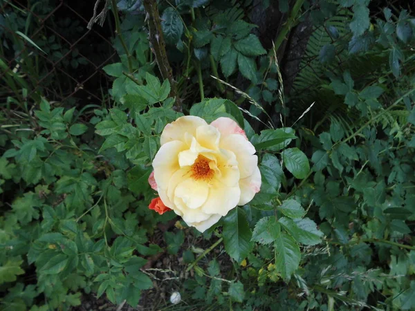 Rosa Amarela Com Manchas Vermelhas Berlim Alemanha — Fotografia de Stock