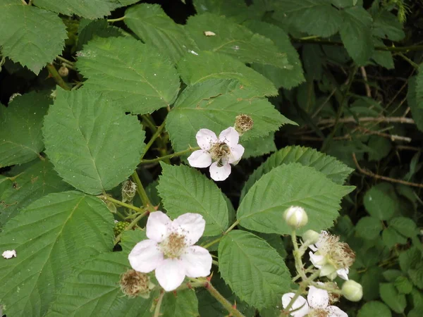 Diligent Bee Collects Nectar Wild Blackberry Flowers Berlin Germany — Stock Photo, Image