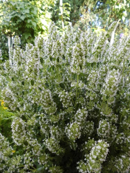 Thymus Collinus Кустарник Вид Растений Рода Thymus Семейства Iasnataceae Берлин — стоковое фото