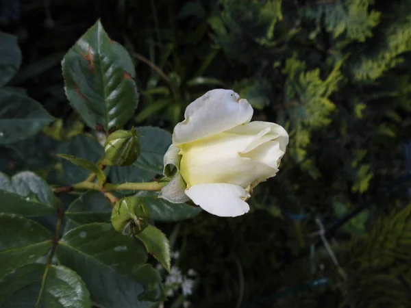 Klättrande Ros Elfe Trädgården Krämigt Gulaktiga Kraftigt Kvartrade Blommorna Blomklasar — Stockfoto