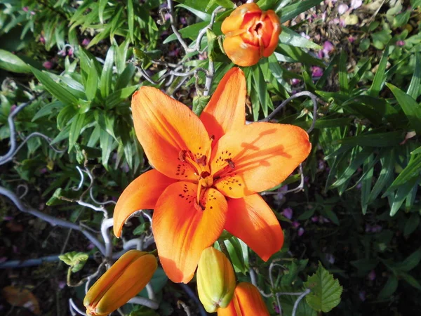 Lys Orange Brunello Été Dans Jardin Berlin Allemagne — Photo