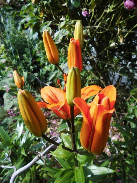 Los Lirios Naranja Brunello Verano Jardín Berlín Alemania —  Fotos de Stock