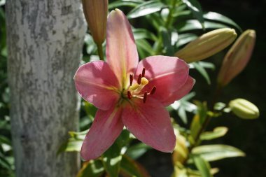 Pembe çiçekli bahçe zambağı ve merkezden sarı çizgiler geliyor. Berlin, Almanya 