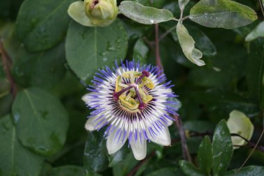 Bahçede temmuzda kış sert Passiflora incarnata. Berlin, Almanya