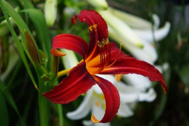Hemerocallis x cultorum 'Kızıl Korsan' ın portakal çiçeği beyaz Lilium adaylığına karşı. Berlin, Almanya