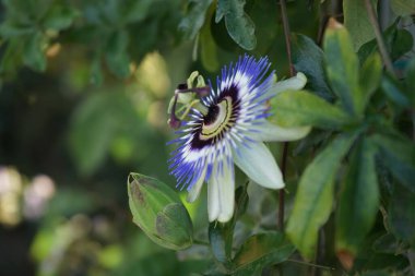 Kış tutkusu çiçeği, Passiflora caerulea temmuzda bahçede. Berlin, Almanya