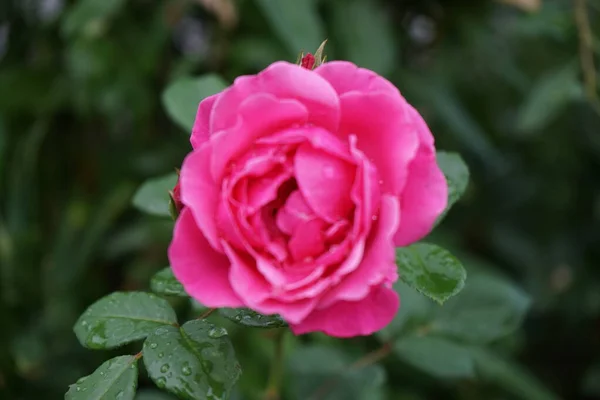 Wspinaczka Różowa Róża Ogrodzie Berlin Niemcy — Zdjęcie stockowe