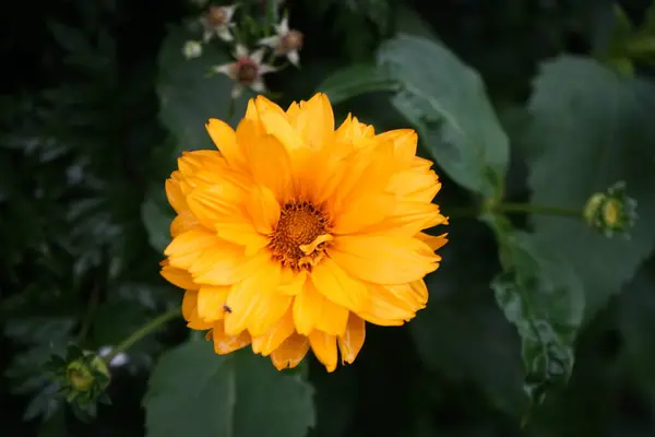 Heliopsis Garten Gelbe Blüten Bis Durchmesser Berlin Deutschland — Stockfoto