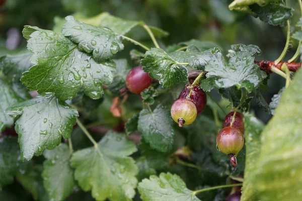 Jostaberry Ribes Nidigrolaria Cespuglio Frutti Croce Complessa Del Genere Ribes — Foto Stock